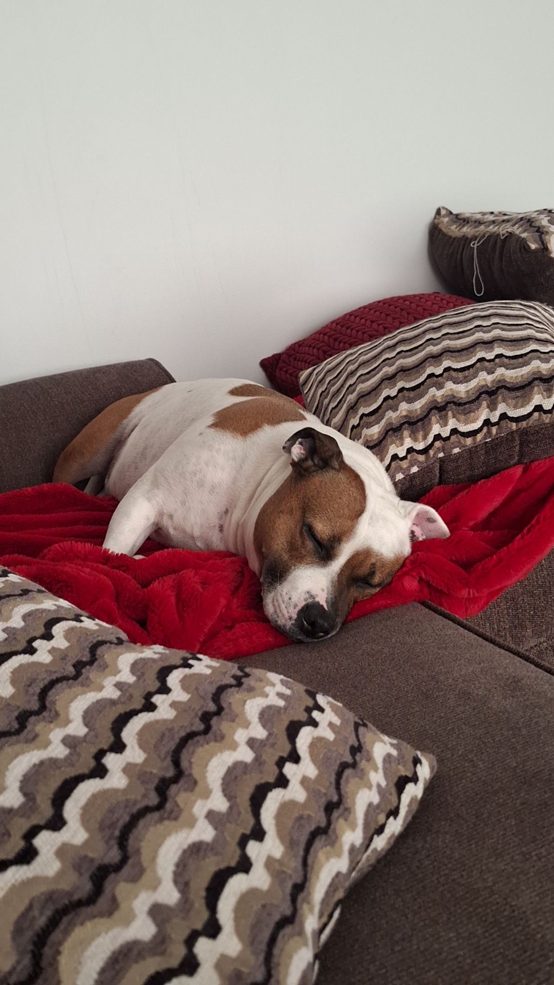This is a picture of a brown and white Staffordshire Bull Terrier 